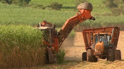 Região Sudeste deve produzir mais da metade do açúcar e etanol do País  