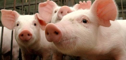 Suínos: Para absorver excedente externo, setor deve ampliar destinos