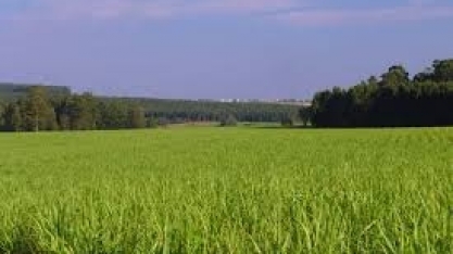 Estudo revela percepções sobre o cultivo da cana em municípios brasileiros