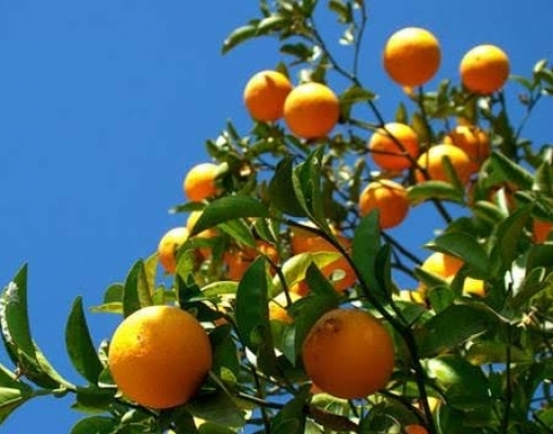 Fundecitrus reestima safra da laranja 2017/18 em 397,27 milhões de caixas