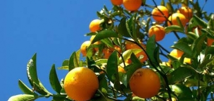 Fundecitrus reestima safra da laranja 2017/18 em 397,27 milhões de caixas