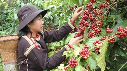 Café: Exportação do Vietnã cresce em janeiro e supera previsão do governo