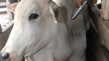 Ministério define uso de nova vacina da febre aftosa em 2019