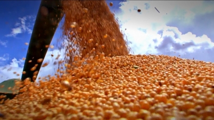 Conab diverge de estimativas de produção de soja de consultorias 