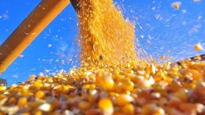 México volta-se ao milho do Brasil diante de temores sobre acordo com EUA  