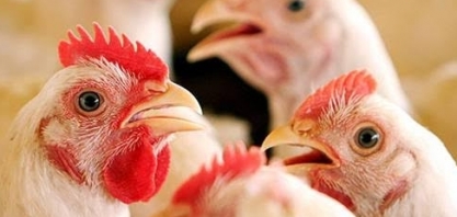 Análise Conjuntural Cepea Frangos