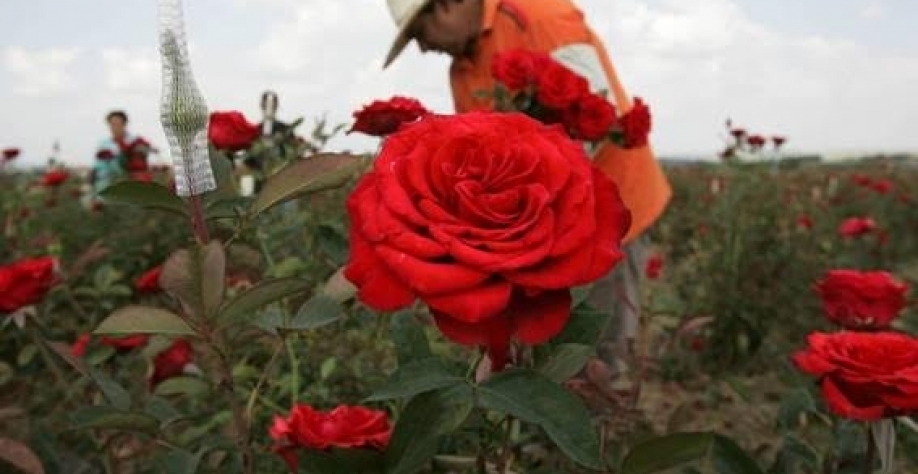 Holombra é a maior produtora de rosas no país   Consumo chegou a crescer 15% em algumas regiões.