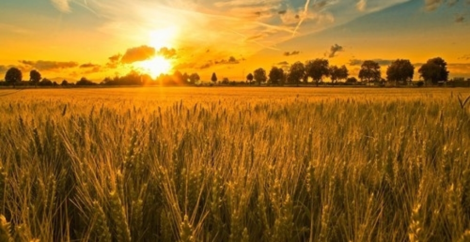 Pesquisa busca trigo produtivo para segurar produtor na atividade  