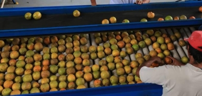 Estoque brasileiro de suco sobe 41%, mas ainda preocupa mercado