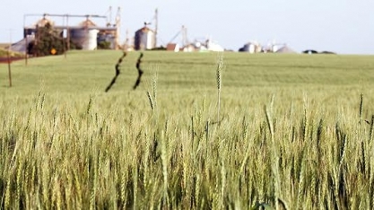 Análise Conjuntural Cepea Trigo