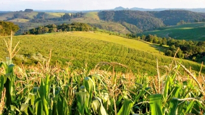Milho: Produção de 2ª safra 2017/18 ainda é incerta 