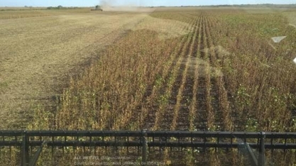 Seca na Argentina aumenta lucro do produtor brasileiro