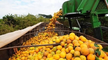 Produtores de laranja se espremem contra Citrosuco, Cutrale e Louis Dreyfus
