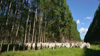 Agronegócio foi perfeito em 2017 e vai ajudar neste ano