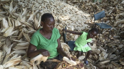 África pede socorro ao Brasil contra praga