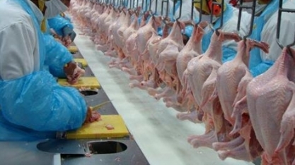 Brasil e Arábia Saudita discutem novo sistema de abate de frango