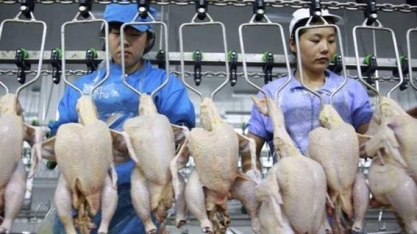 Reabertura da China aos EUA faz concorrência ao frango brasileiro