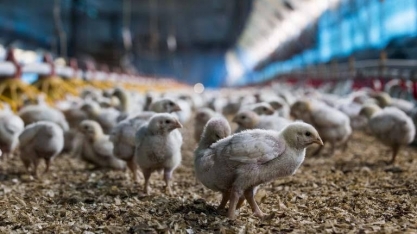 Operação Trapaça expõe desafios de granjeiros