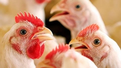 Preço do frango não reage nas granjas de São Paulo
