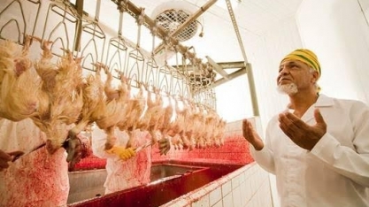 Sauditas proíbem choque em frangos e ameaçam embarques do Brasil