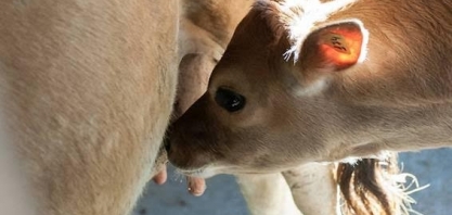 Após 8 quedas, preço do leite sobe para produtores