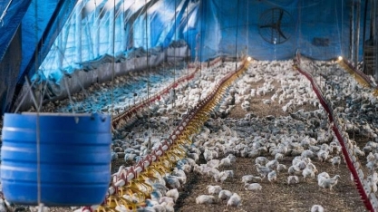 Brasil pode exportar 5% menos carne de frango neste ano