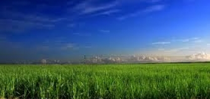 O que a UE não vê no etanol brasileiro 