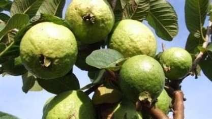 Lavouras de goiaba avançam sobre áreas de cana e laranja em SP