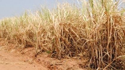  Falta de chuva prejudica desenvolvimento da cana em SP