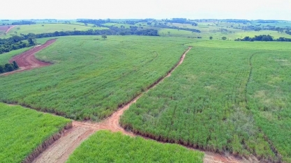 Produtividade da cana-de-açúcar diminui nos canaviais do noroeste de SP