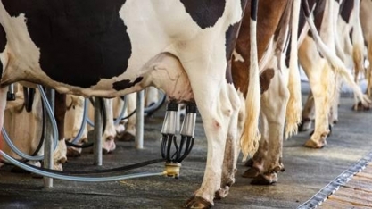 Leite: Preço ao produtor reage com alta de 5% em março e quase 7% no ano