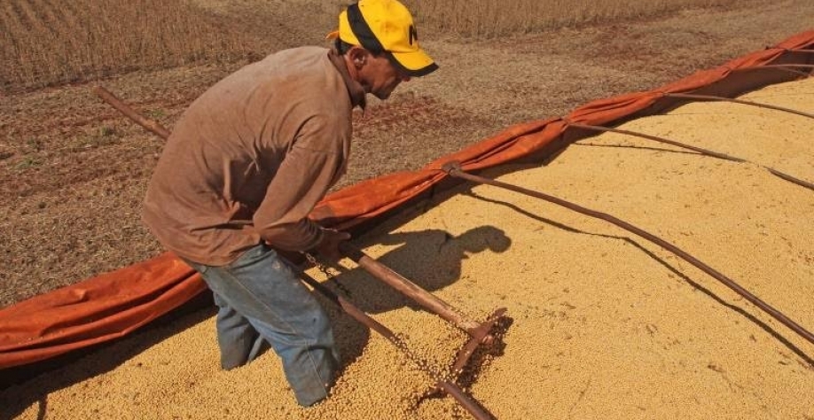 Trabalhador rural arruma carga de soja na carroceria de caminhão durante colheita em propriedade rural em Campo Mourão (PR)