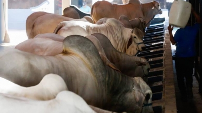  Maior feira pecuária do país amplia atividades