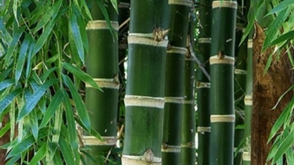 Carros movidos a bambu viram realidade em mercado de US$ 15 bi