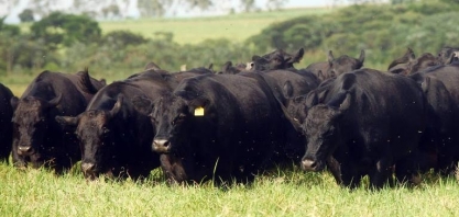 Ações da PF ajudam venda de carnes especial e orgânica