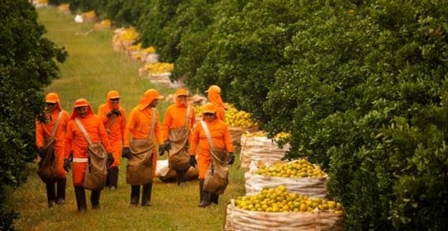 Recorde na citricultura  