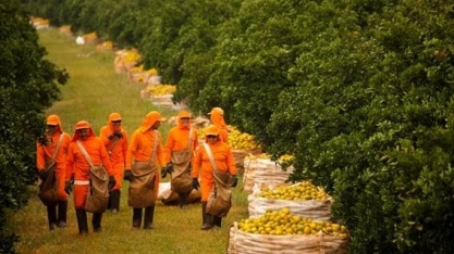 Recorde na citricultura  