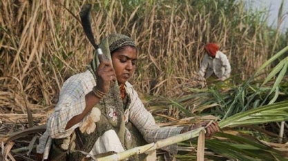 Índia: Ministros apoiam subsídio aos produtores de cana do país 