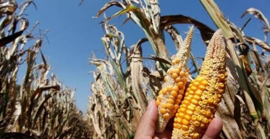 Seca reduz potencial da 2ª safra de milho em áreas do Centro-Sul