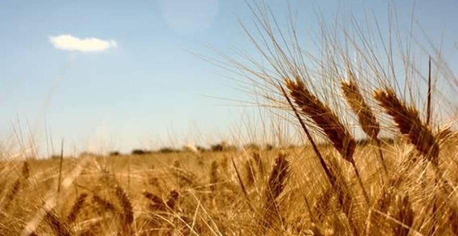 Trigo Paraná: Seca atrasa plantio e preocupa produtores de milho 2ª safra