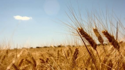 Trigo Paraná: Seca atrasa plantio e preocupa produtores de milho 2ª safra
