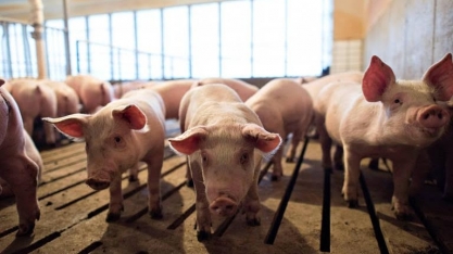 Guerra comercial favorece carne brasileira