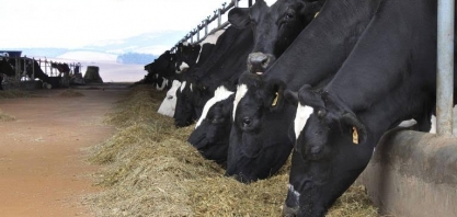 Setor de leite vive equilíbrio delicado