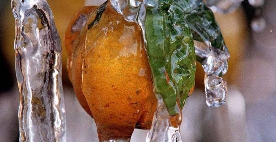 Laranja congelada em plantação na Flórida