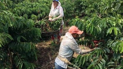Brasil lidera produção mundial de café, mas perde receitas