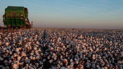 Produção brasileira de algodão cresce, e apetite chinês aumenta