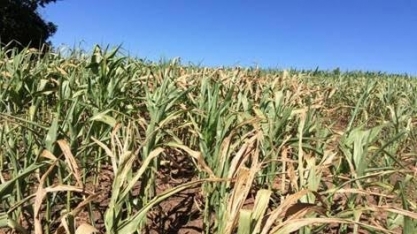 Falta de chuva e atraso no plantio prejudicam produção de milho