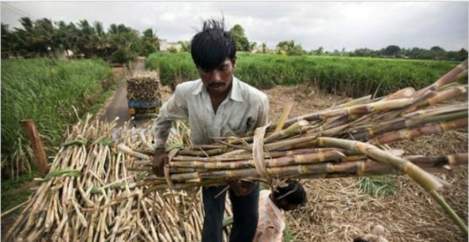 Açúcar:India aprova subsídio de US$ 0,82 por tonelada de cana a produtores