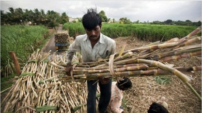 Açúcar:India aprova subsídio de US$ 0,82 por tonelada de cana a produtores
