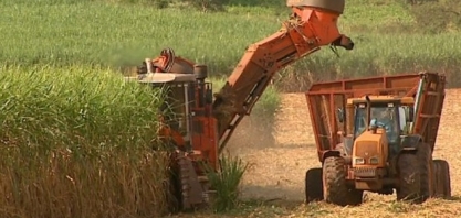 Usinas podem  parar em razão da safra recorde da Índia e Tailândia